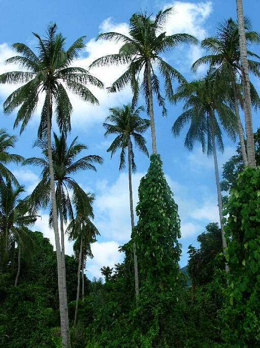 Pulau Tioman / Malaysia - Bild 3