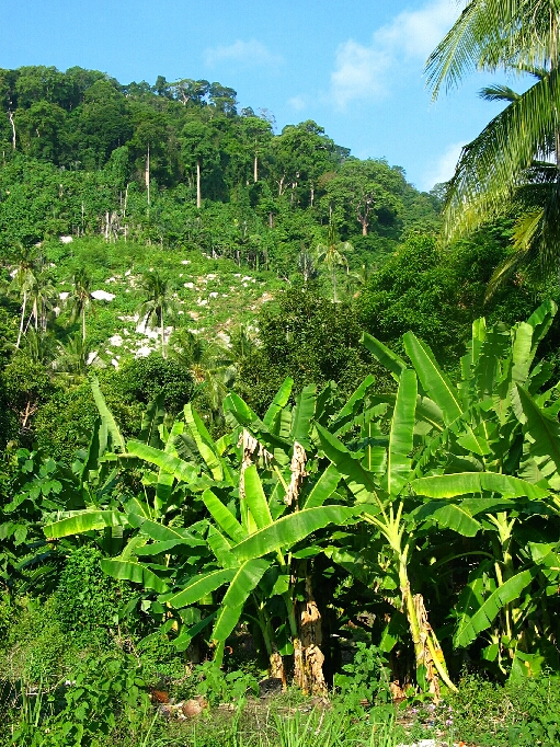 Pulau Tioman / Malaysia - Bild 8