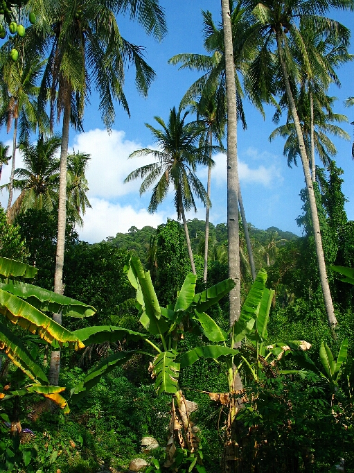 Pulau Tioman / Malaysia - Bild 14