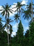 Pulau Tioman / Malaysia - Bild 4