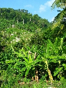 Pulau Tioman / Malaysia - Bild 9