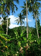 Pulau Tioman / Malaysia - Bild 15